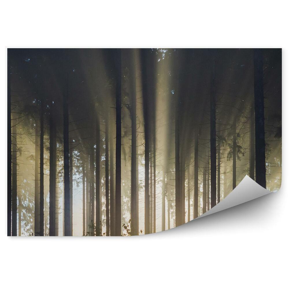 Fototapeta Tmavé lesné slnko