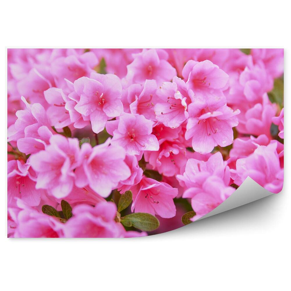 Fototapeta na stenu Kvety Azalky Zblízka