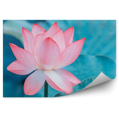 Fototapeta Ružová Lekno