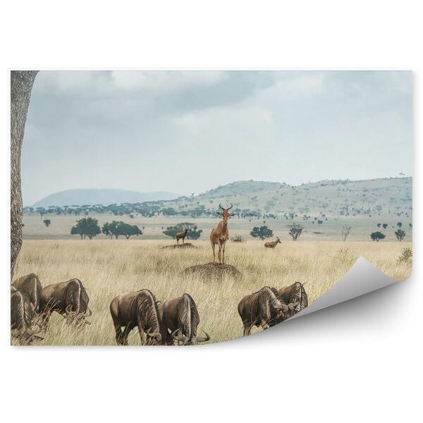 Fototapeta Pohľad na antilopy v savane safari žena v terénnom vozidle