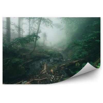 Fototapeta na stenu Mlžný borovicový les paprade