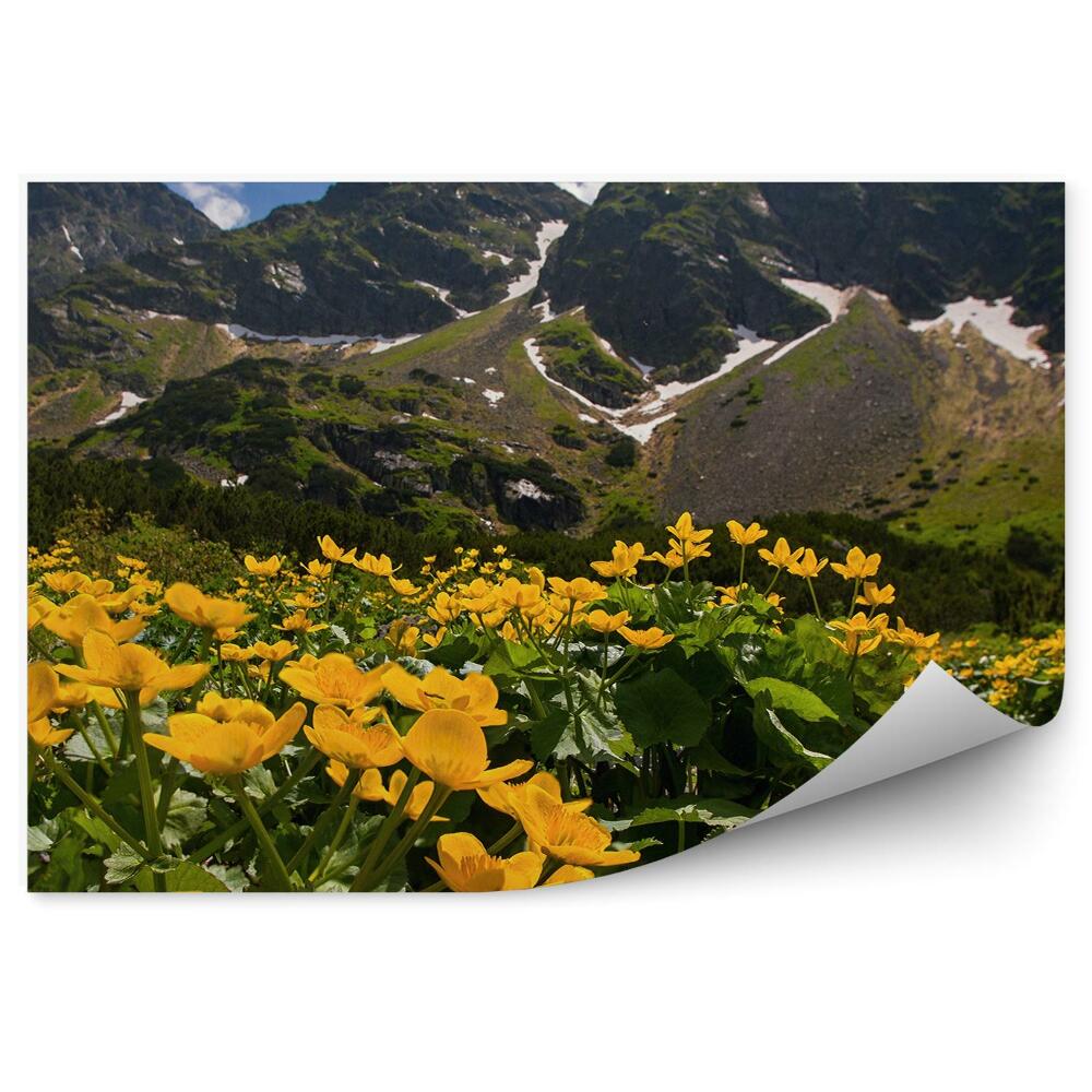 Fototapeta na stenu Žlté kvety poľana hory giewont