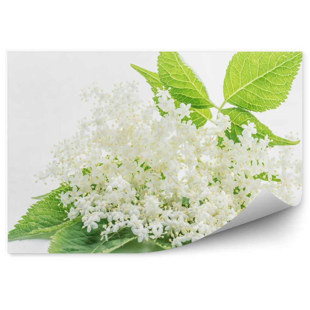 Fototapeta na stenu Ľaliový Kvet