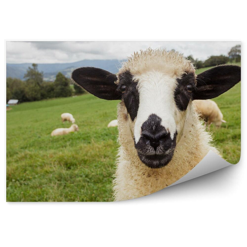 Fototapeta na stenu Stádo oviec na lúke portrét horský strom