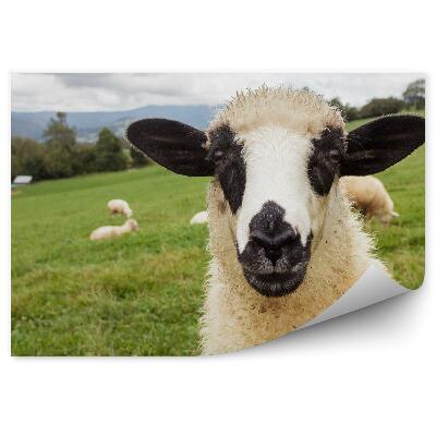 Fototapeta na stenu Stádo oviec na lúke portrét horský strom