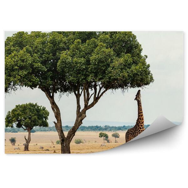 Fototapeta Žirafy savana stromy