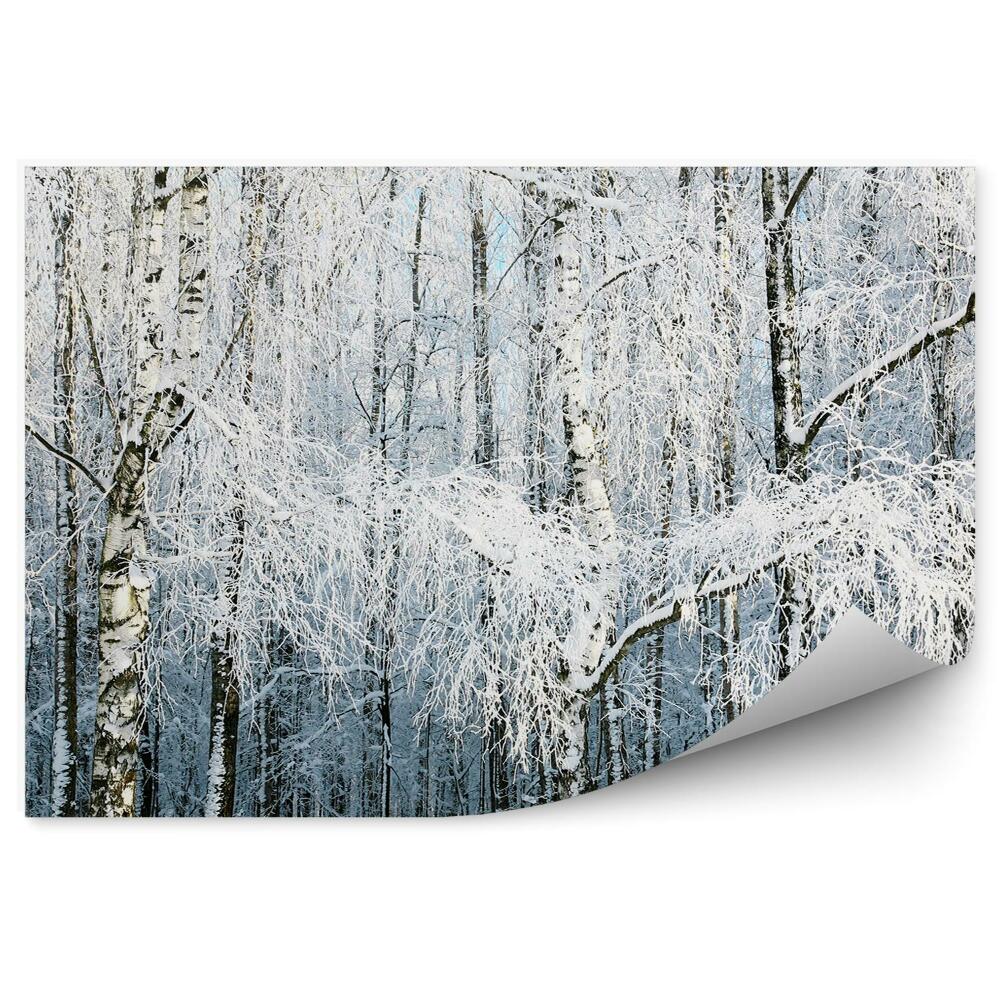 Fototapeta na stenu Zimný les brezy kmene stromov sneh