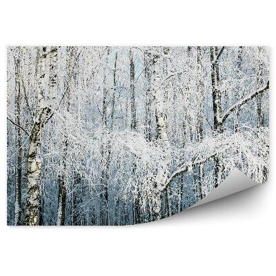 Fototapeta na stenu Zimný les brezy kmene stromov sneh