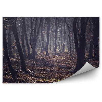 Fototapeta Hmlistý les jeseň