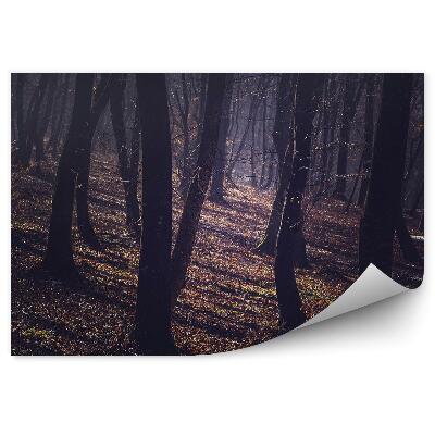 Fototapeta na stenu Mlžný les jeseň