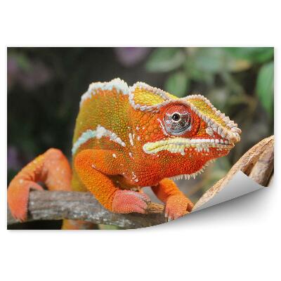 Fototapeta na stenu Oranžový chameleón