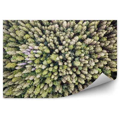 Fototapeta Pohľad na borovicový les