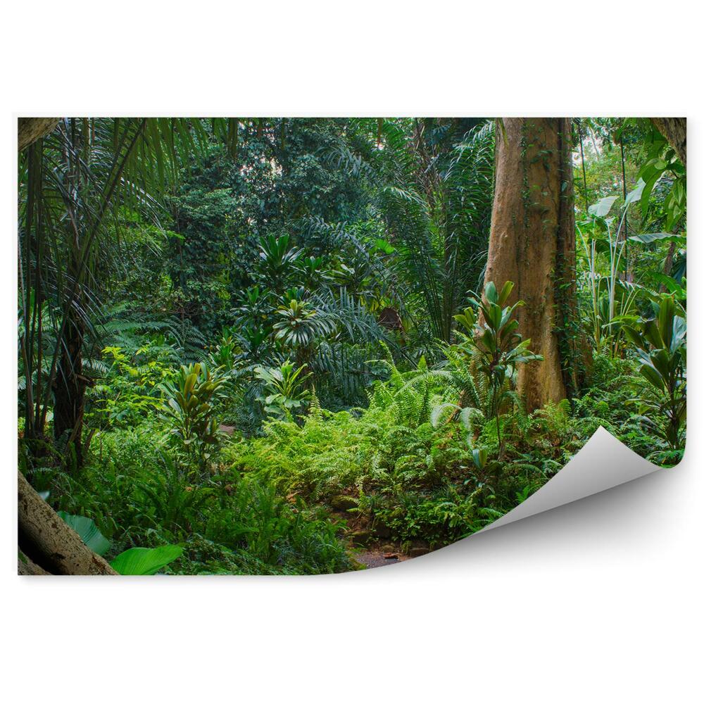Fototapeta na stenu Ázijská džungľa papradie vetvy stromov