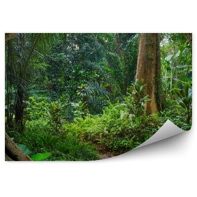 Fototapeta na stenu Ázijská džungľa papradie vetvy stromov