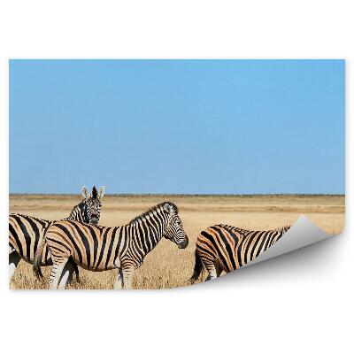 Fototapeta na stenu Zebra africká obloha v savane