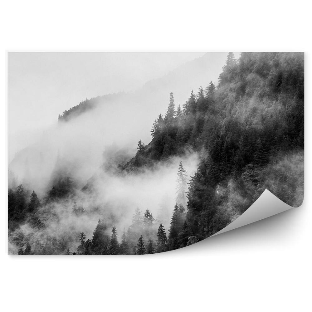 Fototapeta Sépiová Ihličnaté Stromy Hory Hmla