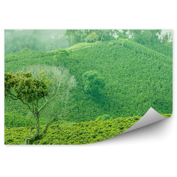 Fototapeta na stenu Kávová plantáž flóra príroda
