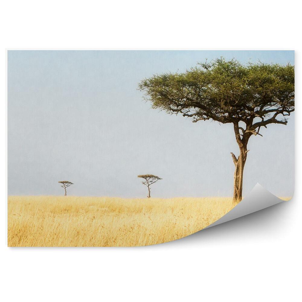 Fototapeta Krajina Stromy Príroda Afrika