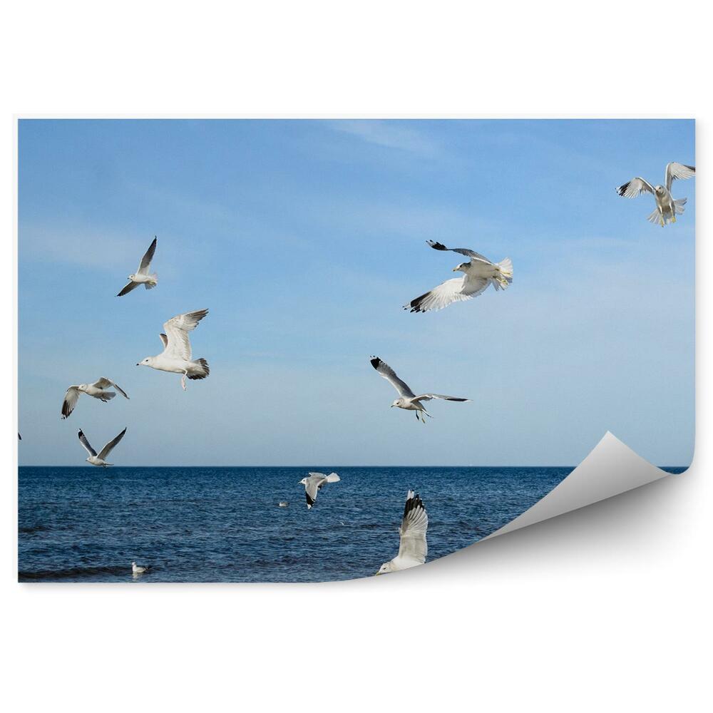 Fototapeta na stenu Baltické more čajky zvieratá
