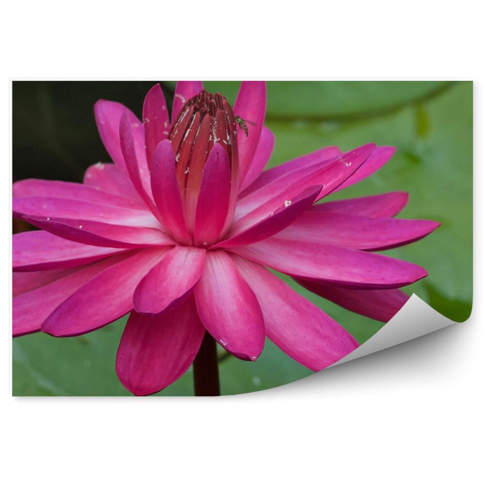 Fototapeta Ružová Lekno Včelie Listy Voda