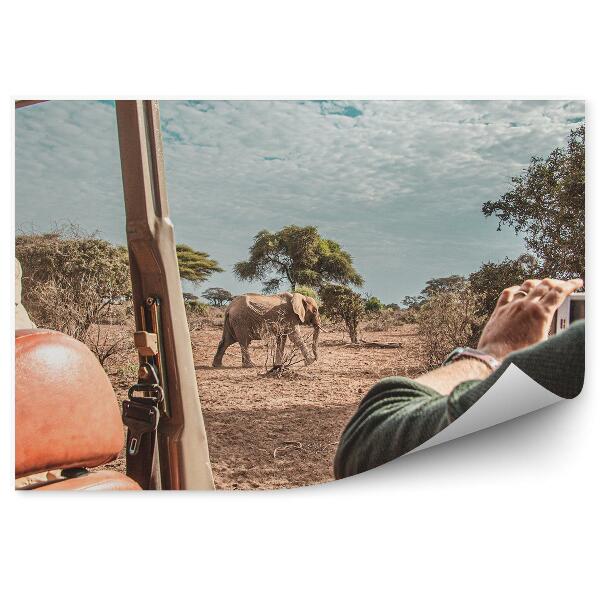 Fototapeta na stenu Slon na safari pohľad z auta