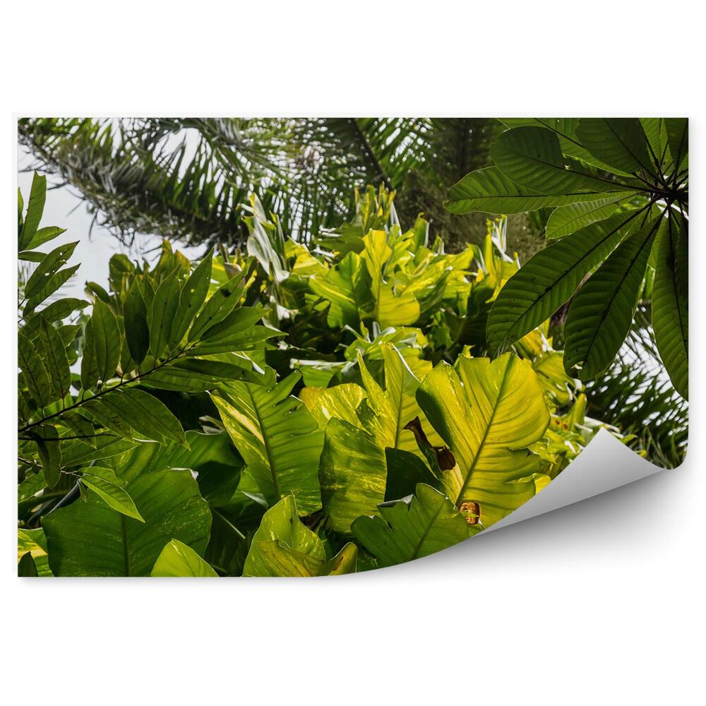 Fototapeta na stenu Ihličnatý les listnatý les