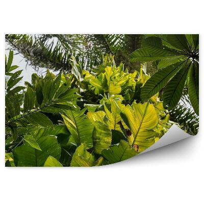 Fototapeta na stenu Ihličnatý les listnatý les