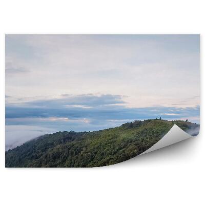 Fototapeta Lesné stromy kopec hmla mraky