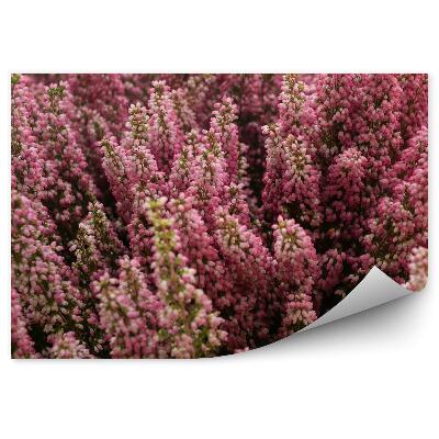 Fototapeta na stenu Vres Zblízka Na Kvete