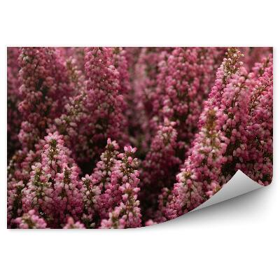 Fototapeta Ružový Vres Zblízka