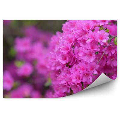 Fototapeta na stenu Rozkvitnutá Vetva Azalky