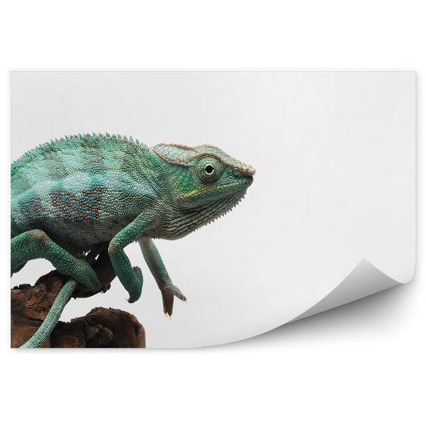 Fototapeta Modrý chameleón na bielom pozadí