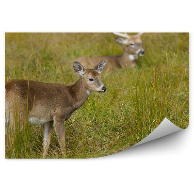Fototapeta na stenu Jeleň tráva čistenie zviera