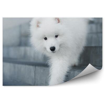 Fototapeta Kuža se spušča po stopnicah