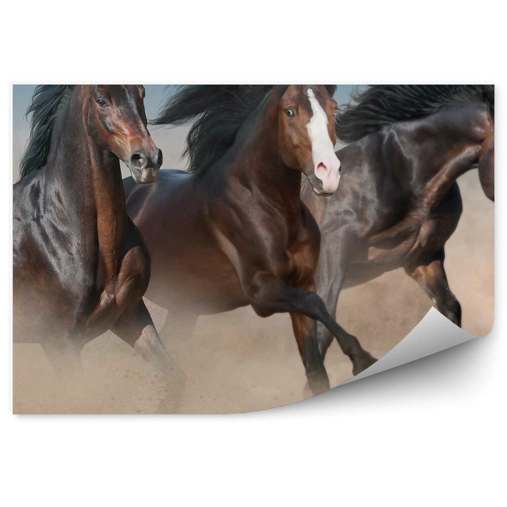 Fototapeta Stádo divokých hnedých koní cval pieskový prach