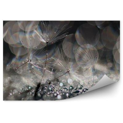 Fototapeta Dúhovka Rosičková