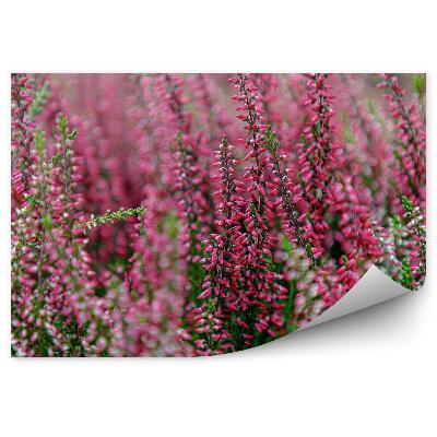 Fototapeta na stenu Vresové Konáre