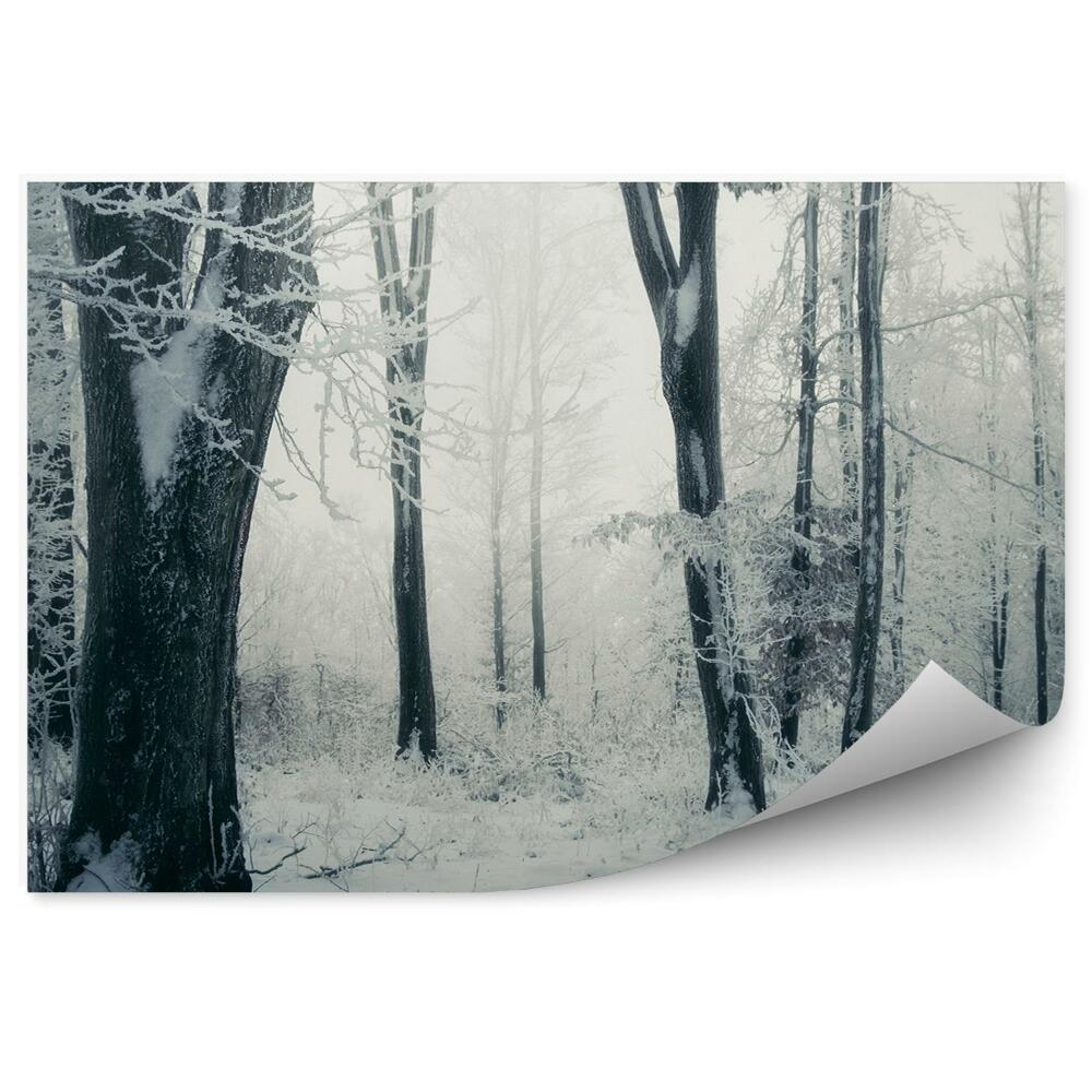 Fototapeta Zimný les