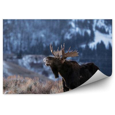 Fototapeta na stenu Los na horskej lúke