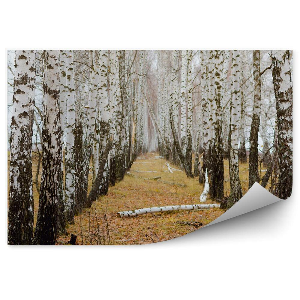 Fototapeta na stenu Jesenný brezový les