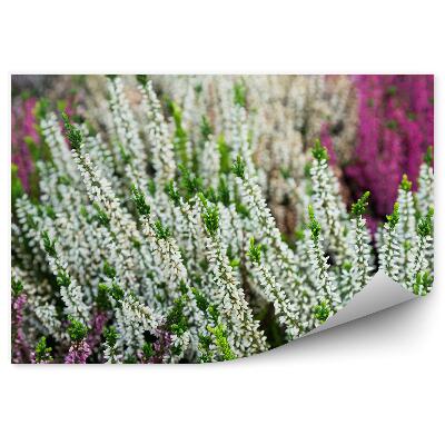 Fototapeta na stenu Biely A Ružový Vres