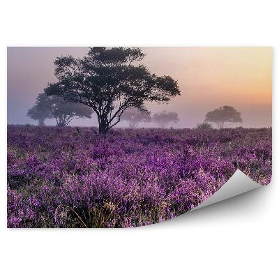 Fototapeta Mlhový Vres