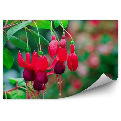 Fototapeta Červené Fuchsie Kvety Zelené Pozadie