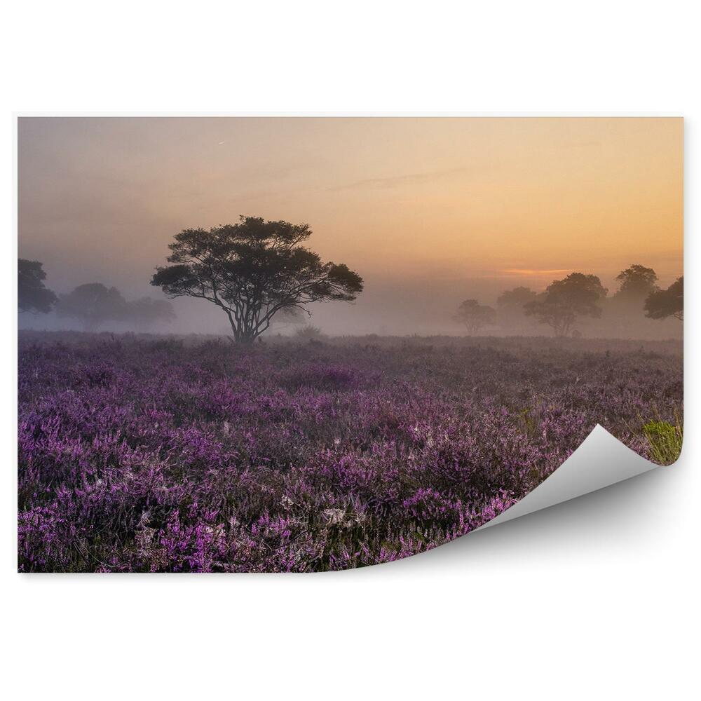 Fototapeta na stenu Hmlistý Vres