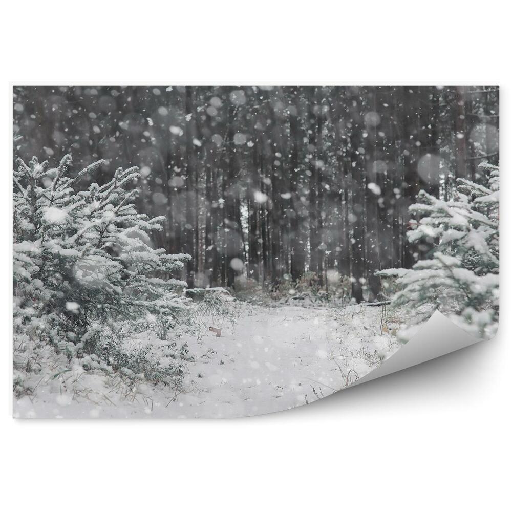 Fototapeta Zimný les