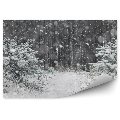 Fototapeta Zimný les