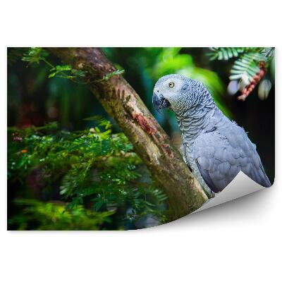Fototapeta na stenu Sivý papagáj na araukárii