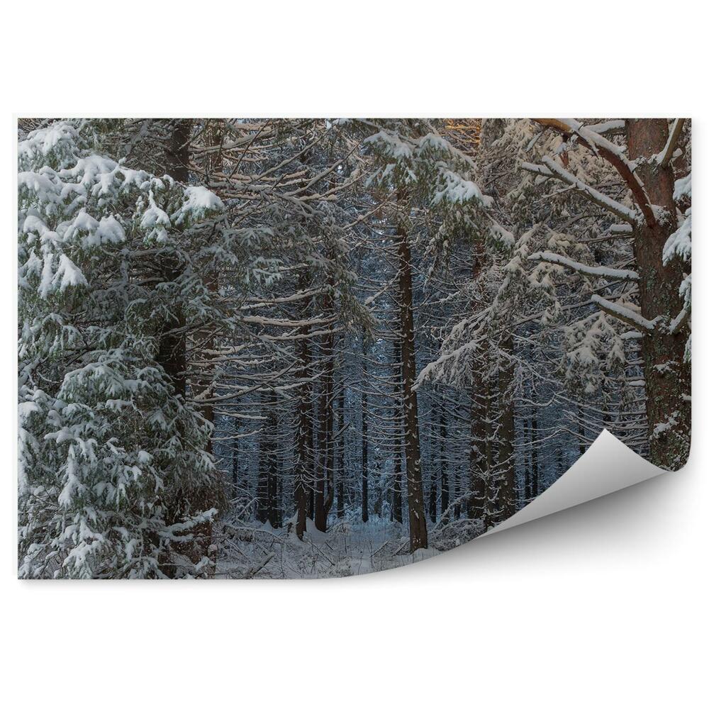 Fototapeta na stenu Zimný les
