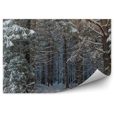 Fototapeta na stenu Zimný les