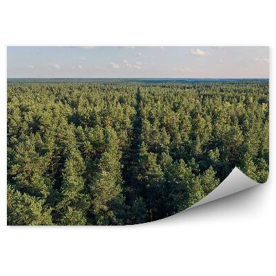 Fototapeta na stenu Pohľad z vtáčej perspektívy vianočný stromček horizont